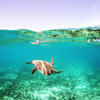 Picture taken during the dive
