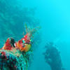 Picture taken during the dive