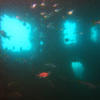 Picture taken during the dive