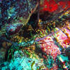 Picture taken during the dive
