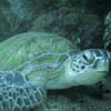 Picture taken during the dive