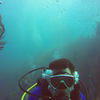 Picture taken during the dive