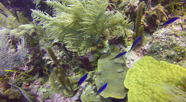Blue Life - Dive Center in Colombia