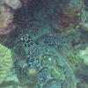 Picture taken during the dive