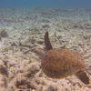 Picture taken during the dive