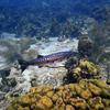 Picture taken during the dive