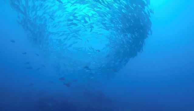 TOP DIVE-Tahiti InterContinental - Dive Center in Polinesia Francesa
