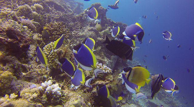 Werner Lau Filitheyo - Dive Center