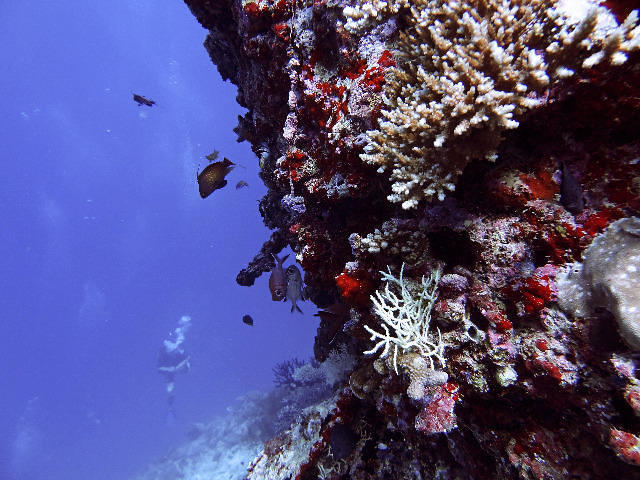 Dive Ocean Dhuni Kolhu - Dive Center