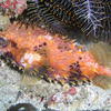 Picture taken during the dive