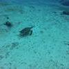 Picture taken during the dive