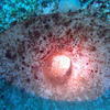 Picture taken during the dive
