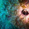 Picture taken during the dive