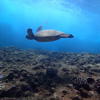 Picture taken during the dive