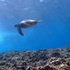 Picture taken during the dive