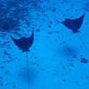 Picture taken during the dive