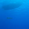 Picture taken during the dive