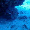 Picture taken during the dive