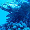 Picture taken during the dive
