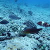 Picture taken during the dive