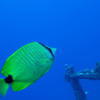 Picture taken during the dive