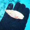 Picture taken during the dive