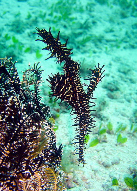 Kontiki Divers - Dive Center in Philippines