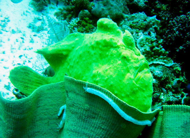 Kontiki Divers - Dive Center in Philippines