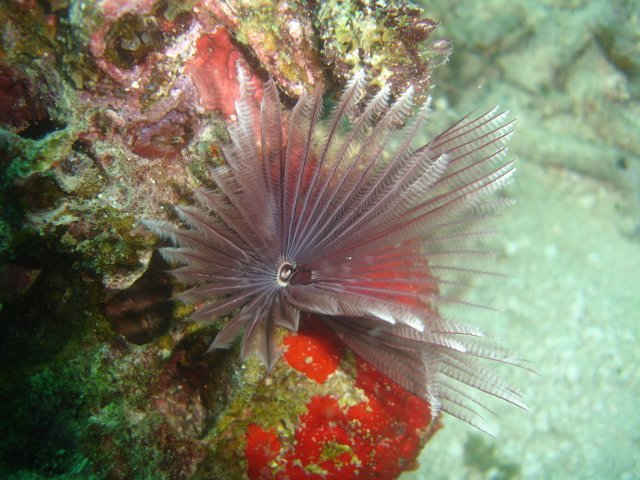Extreme Adventures - Dive Center