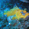 Picture taken during the dive