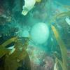 Picture taken during the dive