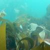 Picture taken during the dive