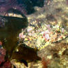 Picture taken during the dive