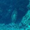 Picture taken during the dive