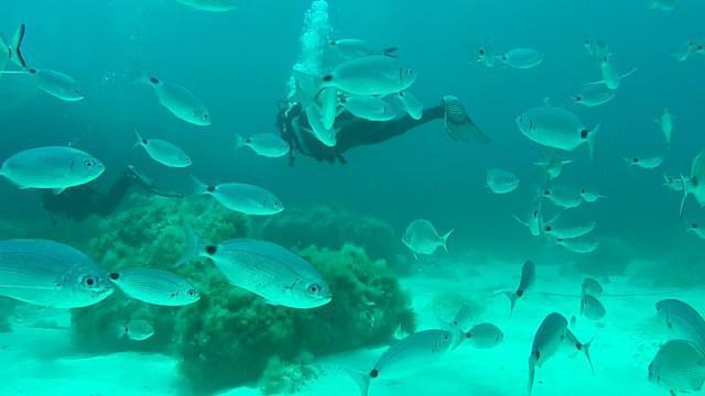 Starfish Diving Co Ltd - Dive Center