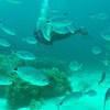 Picture taken during the dive