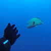 Picture taken during the dive
