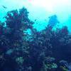Picture taken during the dive