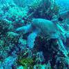 Picture taken during the dive