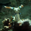 Picture taken during the dive
