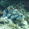 Picture taken during the dive