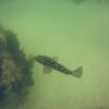 Picture taken during the dive
