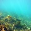 Picture taken during the dive