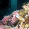 Picture taken during the dive