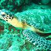 Picture taken during the dive