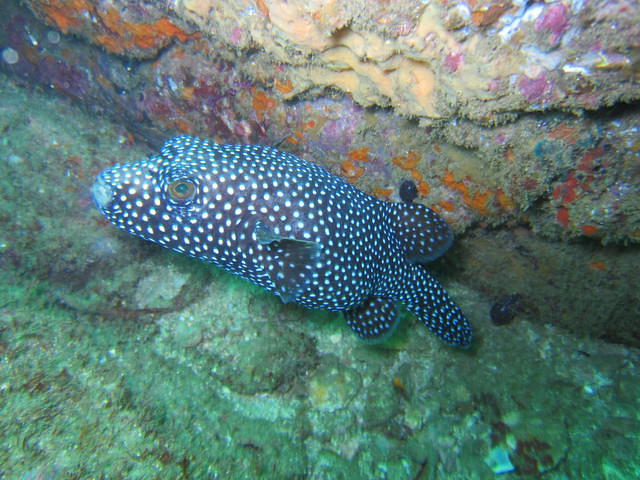 Deep Blue Dive - Dive Center in Mexico