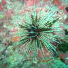 Picture taken during the dive