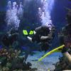 Picture taken during the dive