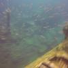 Picture taken during the dive