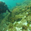 Picture taken during the dive